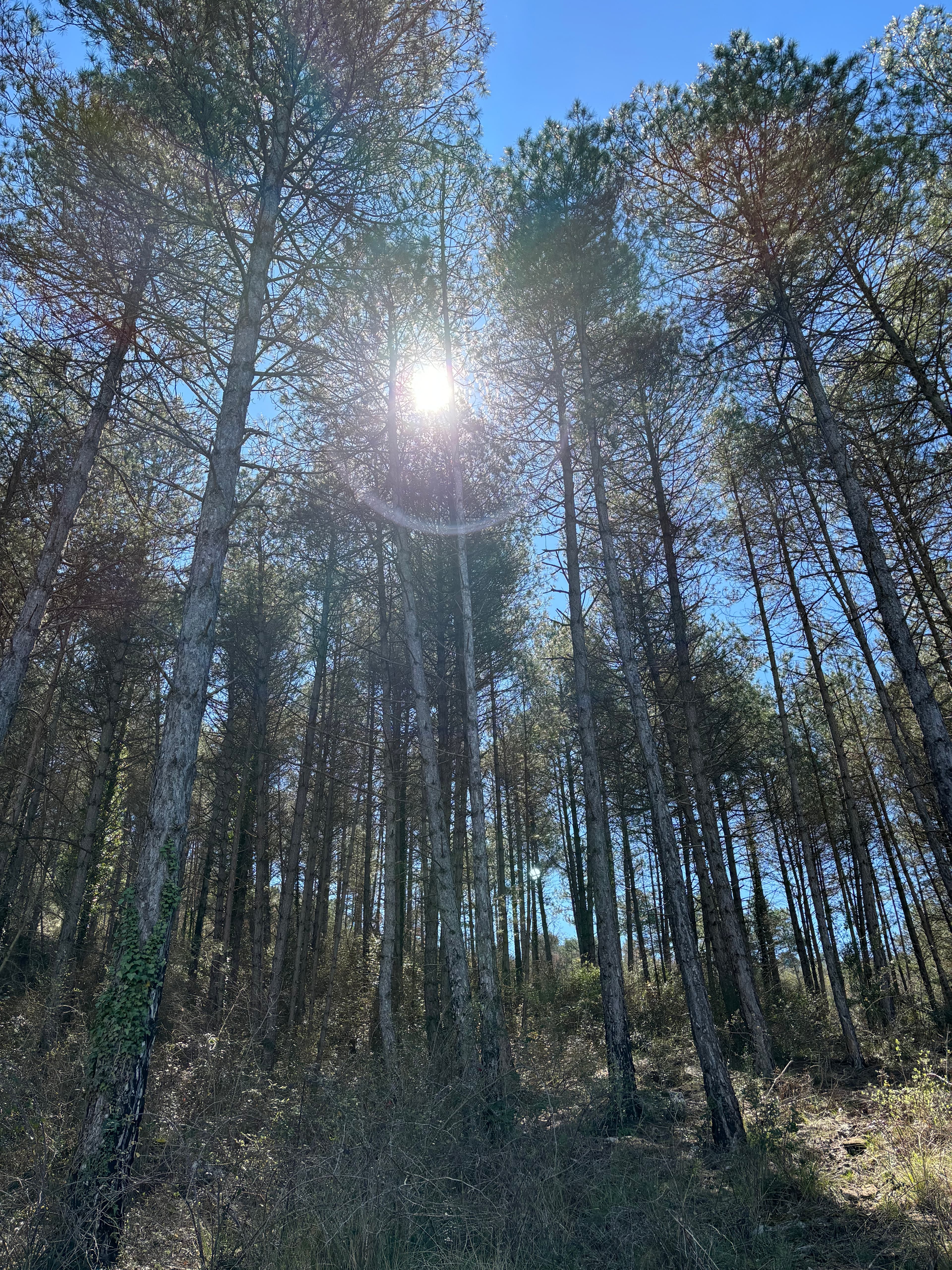 Banys de Bosc