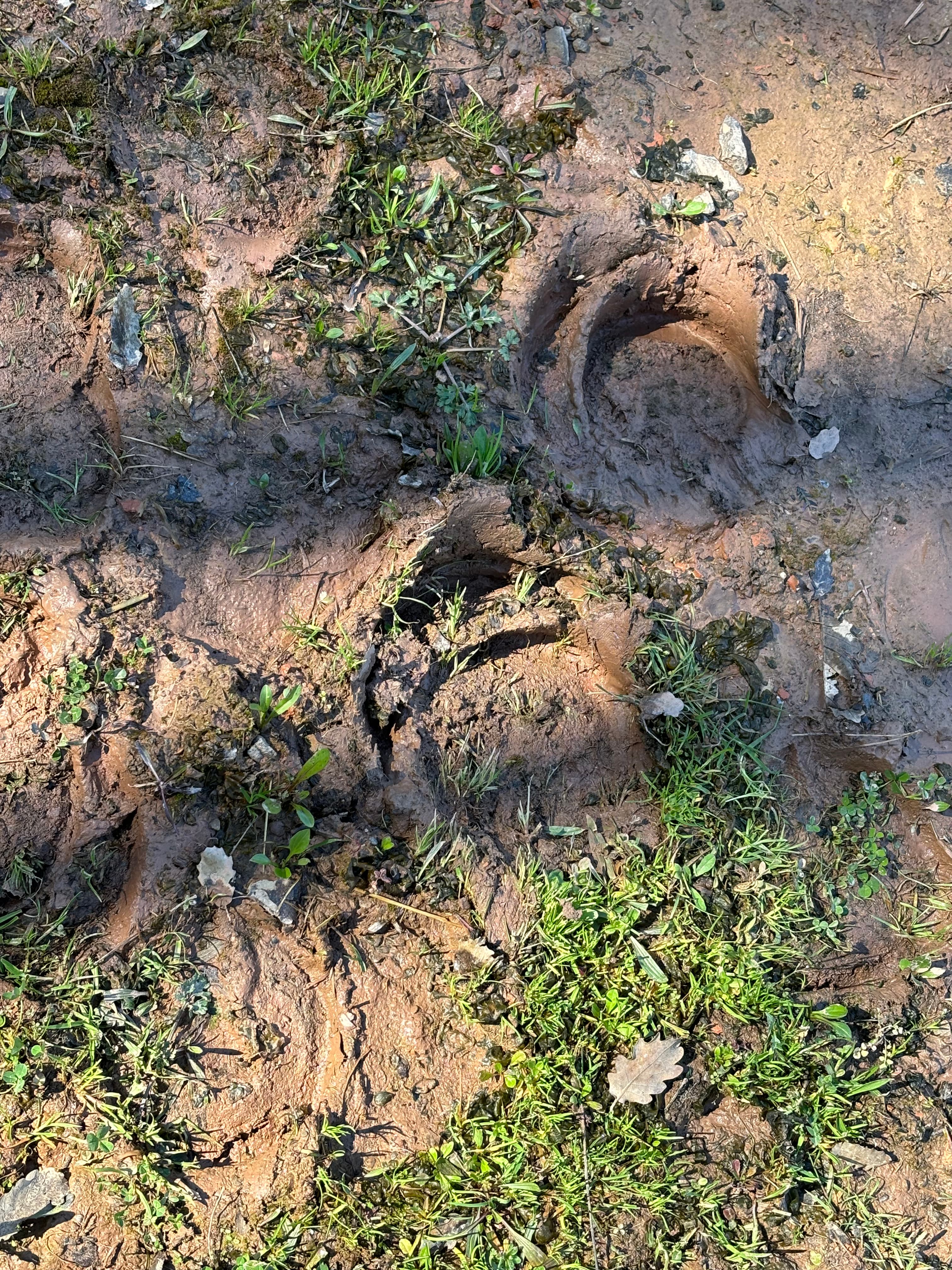 Bosc Image 3