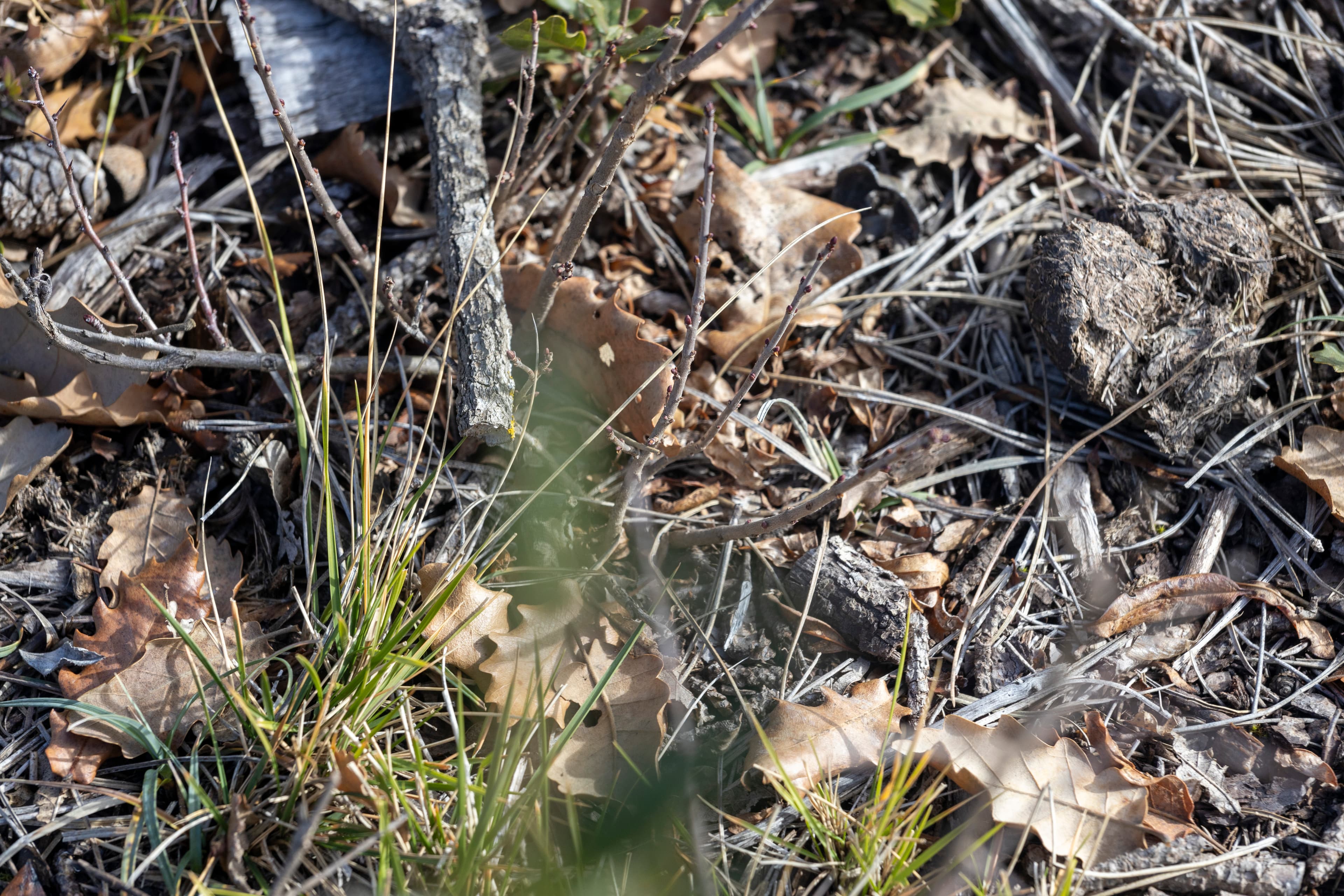 Bosc Image 4