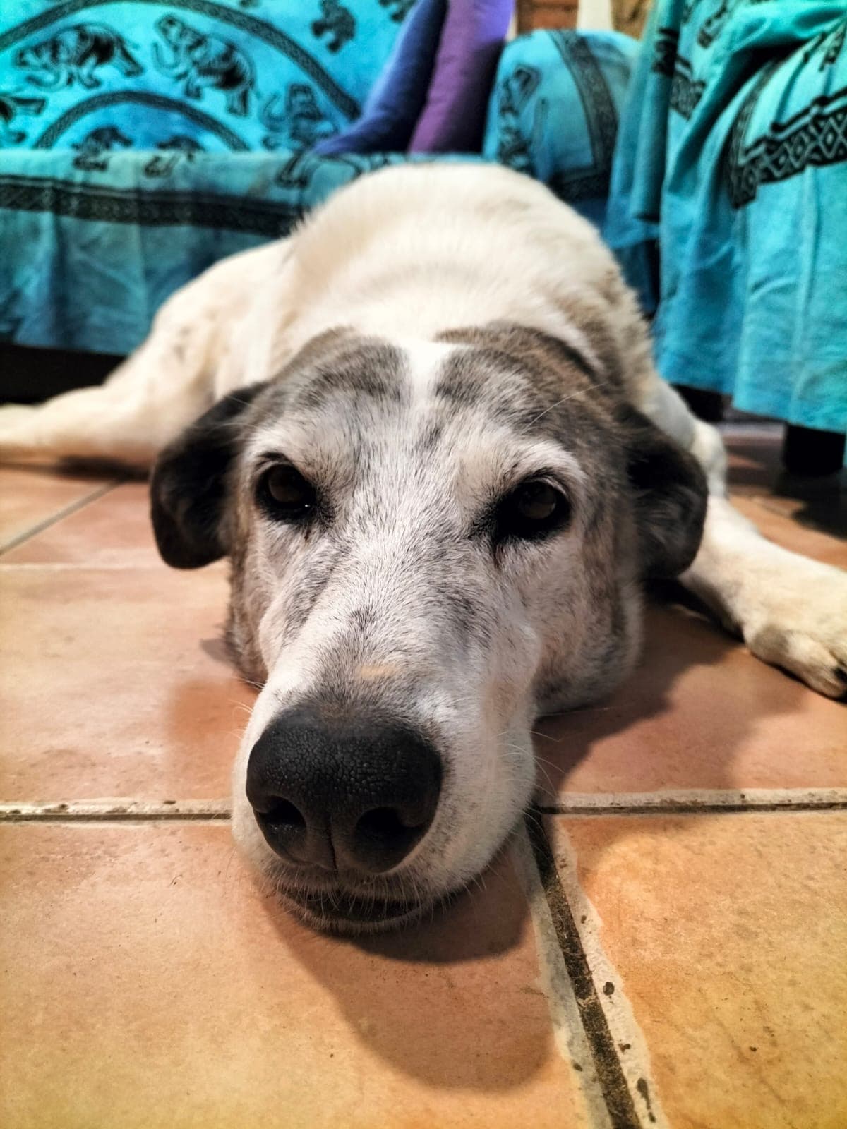 Timo